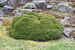 Little Gem Spruce (Picea abies 'Little Gem') at Holland Nurseries