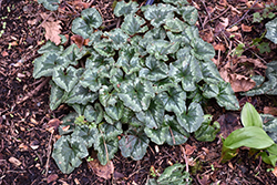 Persian Cyclamen (Cyclamen persicum) at Holland Nurseries