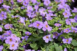 MegaCopa Blue Bacopa (Sutera cordata 'Balmecoblu') at Holland Nurseries