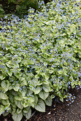 Jack Frost Bugloss (Brunnera macrophylla 'Jack Frost') at Holland Nurseries