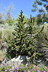 Bristlecone Pine (Pinus aristata) at Holland Nurseries