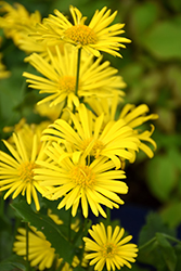Leonardo Compact Leopard's Bane (Doronicum orientale 'Leonardo Compact') at Holland Nurseries