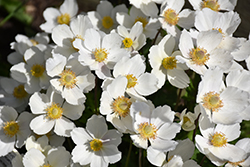 Windflower (Anemone sylvestris) at Holland Nurseries
