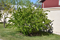 Peashrub (Caragana arborescens) at Holland Nurseries