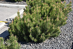 Dwarf Mugo Pine (Pinus mugo var. pumilio) at Holland Nurseries