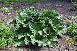 Canada Red Rhubarb (Rheum 'Canada Red') at Holland Nurseries