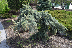 Weeping Blue Spruce (Picea pungens 'Pendula') at Holland Nurseries