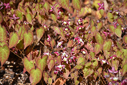 Bishop's Hat (Epimedium x rubrum) at Holland Nurseries