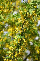 Peashrub (Caragana arborescens) at Holland Nurseries