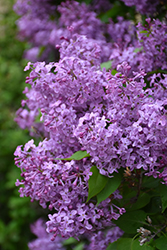 Pocahontas Lilac (Syringa x hyacinthiflora 'Pocahontas') at Holland Nurseries