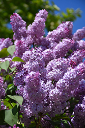 Common Lilac (Syringa vulgaris) at Holland Nurseries