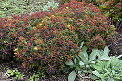 Bonfire Cushion Spurge (Euphorbia polychroma 'Bonfire') at Holland Nurseries