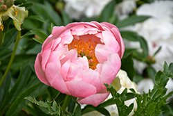 Coral Charm Peony (Paeonia 'Coral Charm') at Holland Nurseries