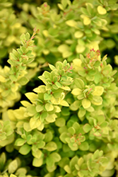 Sunsation Japanese Barberry (Berberis thunbergii 'Sunsation') at Holland Nurseries