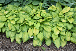 Stained Glass Hosta (Hosta 'Stained Glass') at Holland Nurseries