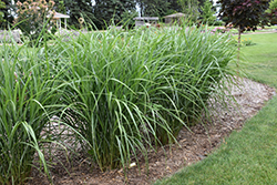 Malepartus Maiden Grass (Miscanthus sinensis 'Malepartus') at Holland Nurseries