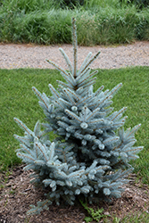 Bonny Blue Blue Spruce (Picea pungens 'Bonny Blue') at Holland Nurseries