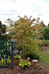 North Wind Japanese Maple (Acer 'IsINW') at Holland Nurseries