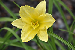 Happy Ever Appster Big Time Happy Daylily (Hemerocallis 'Big Time Happy') at Holland Nurseries