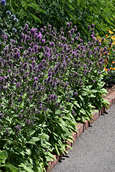 Hummelo Betony (Stachys monieri 'Hummelo') at Holland Nurseries