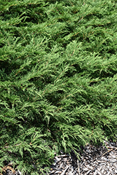Northern Pride Russian Cypress (Microbiota decussata 'Northern Pride') at Holland Nurseries