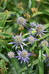 Blue Star Alpine Sea Holly (Eryngium alpinum 'Blue Star') at Holland Nurseries