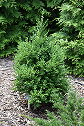 Green Mountain Boxwood (Buxus 'Green Mountain') at Holland Nurseries