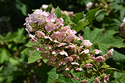 Ruby Slippers Hydrangea (Hydrangea quercifolia 'Ruby Slippers') at Holland Nurseries
