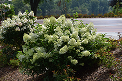 Little Lime Hydrangea (Hydrangea paniculata 'Jane') at Holland Nurseries