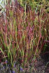 Red Baron Japanese Blood Grass (Imperata cylindrica 'Red Baron') at Holland Nurseries