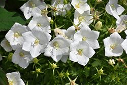 White Clips Bellflower (Campanula carpatica 'White Clips') at Holland Nurseries