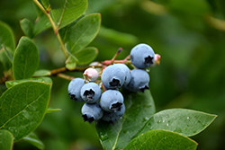 Northcountry Blueberry (Vaccinium 'Northcountry') at Holland Nurseries
