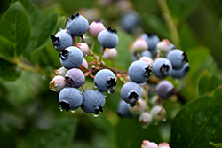 Bluecrop Blueberry (Vaccinium corymbosum 'Bluecrop') at Holland Nurseries