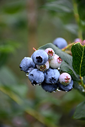 Chippewa Blueberry (Vaccinium 'Chippewa') at Holland Nurseries