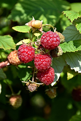Boyne Raspberry (Rubus 'Boyne') at Holland Nurseries