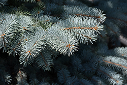 Baby Blue Blue Spruce (Picea pungens 'Baby Blue') at Holland Nurseries