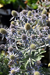 Blue Hobbit Sea Holly (Eryngium planum 'Blue Hobbit') at Holland Nurseries