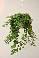 English Ivy (Hedera helix) at Holland Nurseries