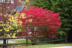 Compact Winged Burning Bush (Euonymus alatus 'Compactus') at Holland Nurseries