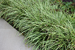 Ice Dance Sedge (Carex morrowii 'Ice Dance') at Holland Nurseries
