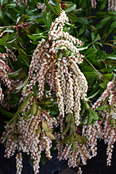 Mountain Fire Japanese Pieris (Pieris japonica 'Mountain Fire') at Holland Nurseries