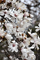 Merrill Magnolia (Magnolia x loebneri 'Merrill') at Holland Nurseries