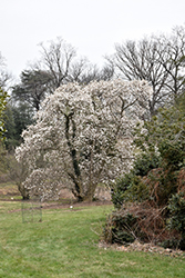 Merrill Magnolia (Magnolia x loebneri 'Merrill') at Holland Nurseries