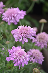 Pink Mist Pincushion Flower (Scabiosa 'Pink Mist') at Holland Nurseries