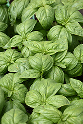 Sweet Basil (Ocimum basilicum) at Holland Nurseries