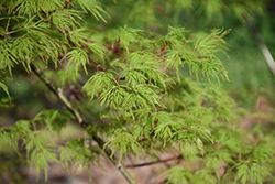 Emerald Lace Japanese Maple (Acer palmatum 'Emerald Lace') at Holland Nurseries