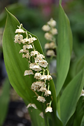 Lily-Of-The-Valley (Convallaria majalis) at Holland Nurseries