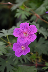 Tiny Monster Cranesbill (Geranium 'Tiny Monster') at Holland Nurseries