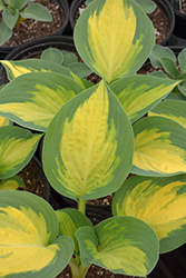 Forbidden Fruit Hosta (Hosta 'Forbidden Fruit') at Holland Nurseries