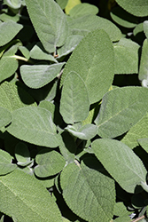 Common Sage (Salvia officinalis) at Holland Nurseries